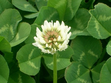 clover perennial broadleaf weed identification lawn weeds root perennials academy care freeimages rooted shallow winter nodes