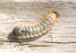 Green June Beetle Larva Crawling on Back