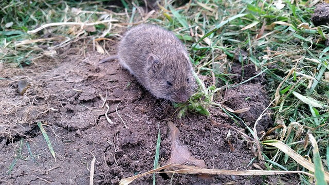 https://www.lawn-care-academy.com/images/Vole.jpg