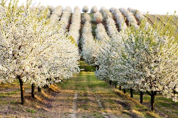 An Orchard in Bloom