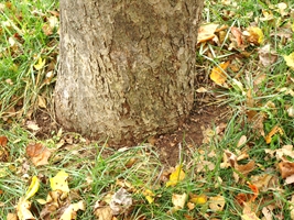 Apple Tree Showing No Root Flare