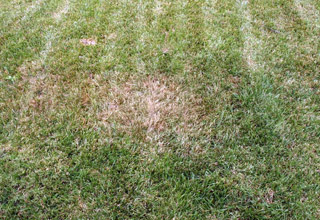 Diagnosing Lawn Dry Spots and Helpful Solutions