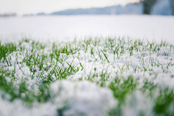 Snow on Green Grass