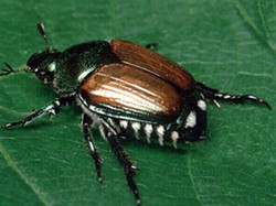 Adult Japanese Beetle