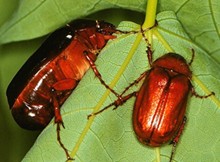 Adult May/June Beetles