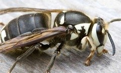 queen white hornet