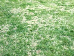 Nimblewill Lawn Weed Identification And Control